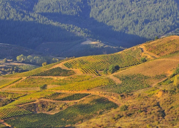 Viñedo de la comarca del Bierzo