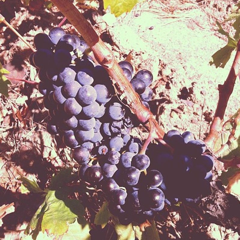 Vino del Bierzo